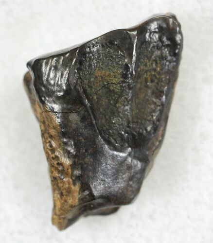 Triceratops Shed Tooth - Montana #20574